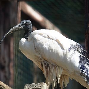 African sacred ibis (Threskiornis aethiopicus), 2023-06-24