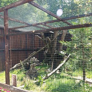 European wildcat exhibit, 2023-06-24