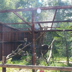 European wildcat exhibit, 2023-06-24