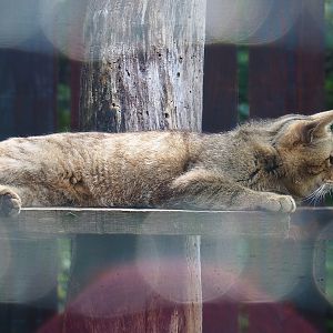 European wildcat (Felis silvestris silvestris), 2023-06-24