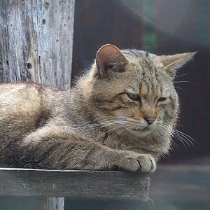 European wildcat (Felis silvestris silvestris), 2023-06-24