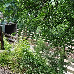 Mishmi takin shelter under viewing area and holding paddock, 2023-06-24