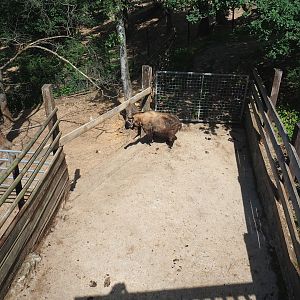 Mishmi takin holding paddock, 2023-06-24