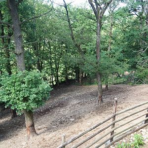 Mishmi takin paddock, 2023-06-24