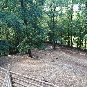 Mishmi takin paddock, 2023-06-24