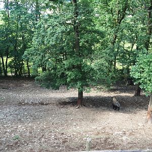 Mishmi takin paddock, 2023-06-24