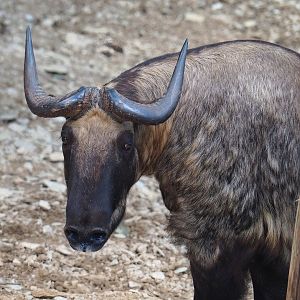 Mishmi takin (Budorcas taxicolor taxicolor), 2023-06-24