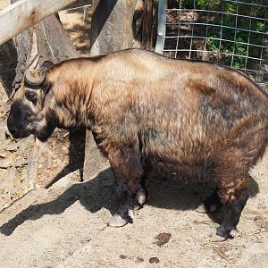 Mishmi takin (Budorcas taxicolor taxicolor), 2023-06-24