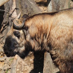Mishmi takin (Budorcas taxicolor taxicolor), 2023-06-24