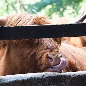 Scottish Highland cattle (Bos taurus taurus), 2023-06-24