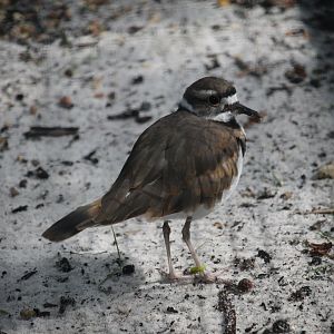 Killdeer