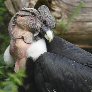 [2022] Andean condor