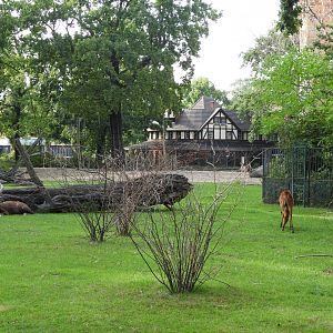 [2022] Sitatunga enclosure