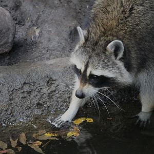 Raccoon washing hands