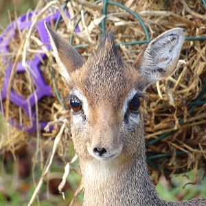 Kirk’s Dikdik (Madoqua kirkii)