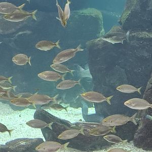 Maderia aquarium main tank