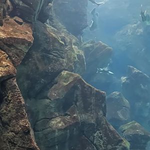 Maderia aquarium main tank