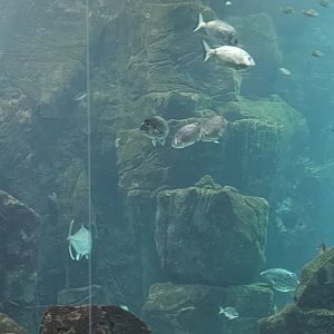 Maderia aquarium main tank