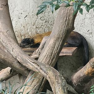 Artis Royal - Yellow-throated Marten