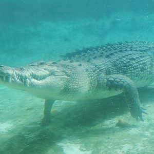 St. Augustine Alligator Farm (2022) - Saltwater Crocodile Maximo