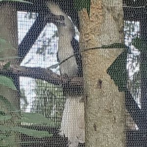 St. Augustine Alligator Farm (2022) - Asian White-crowned Hornbill