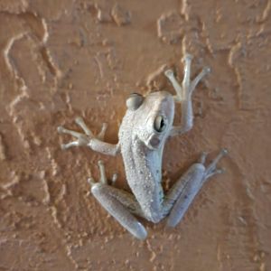 Cuban Tree Frog (Osteopilus septentrionalis)