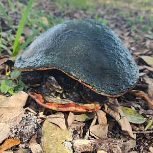 Florida Red-bellied Turtle (Pseudemys nelsoni)