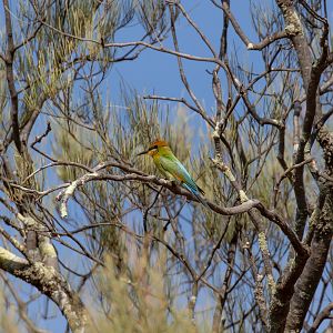 Rainbow Bee-eater