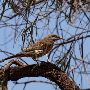 Spiny-cheeked Honeyeater