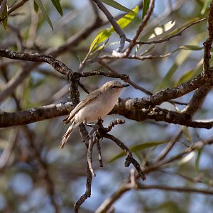 Western Gerygone