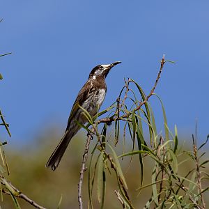 White-fronted Honeyeater