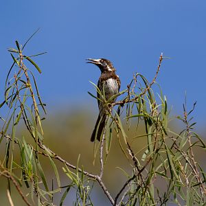 White-fronted Honeyeater