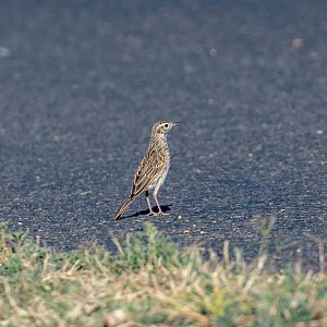 Australian Pipit