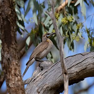 Little Friarbird
