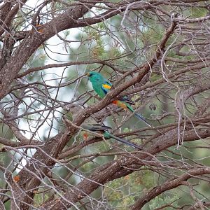 Mulga Parrot