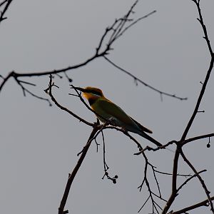 Rainbow Bee-eater
