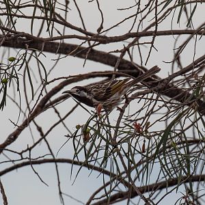 White-fronted Honeyeater