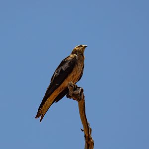 Black Kite