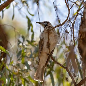 Little Friarbird