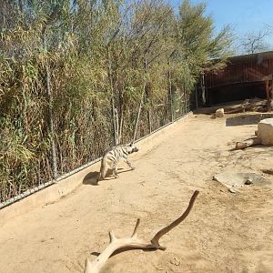 Luna the Striped Hyena