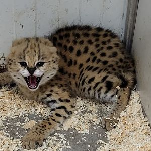 Serval - juvenile