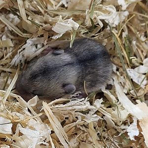 Chinese dwarf hamster - juvenile