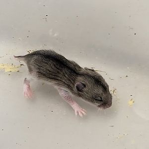 Chinese dwarf hamster - juvenile