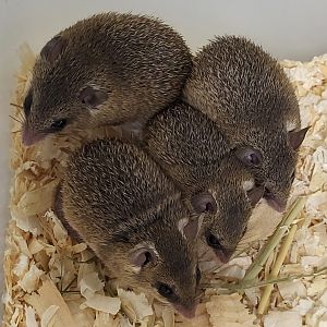 Southern African spiny mice