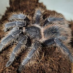 Tarantula ID