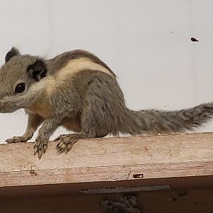 Himalayan striped squirrel