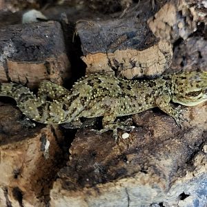 Hemidactylus brookii (?)