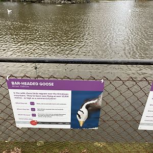 New lake signage - bar headed goose