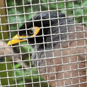 Flamingo Gardens - Common Myna