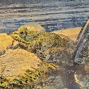 Phoenix Zoo (2020) - Lithobates chiricahuensis